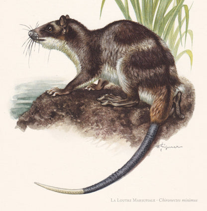 1960 WATER OPOSSUM Print - Vintage Animal Print - Animal Illustration - Animal Wall Art - Vintage Marsupial Print - 7.5 x 10.