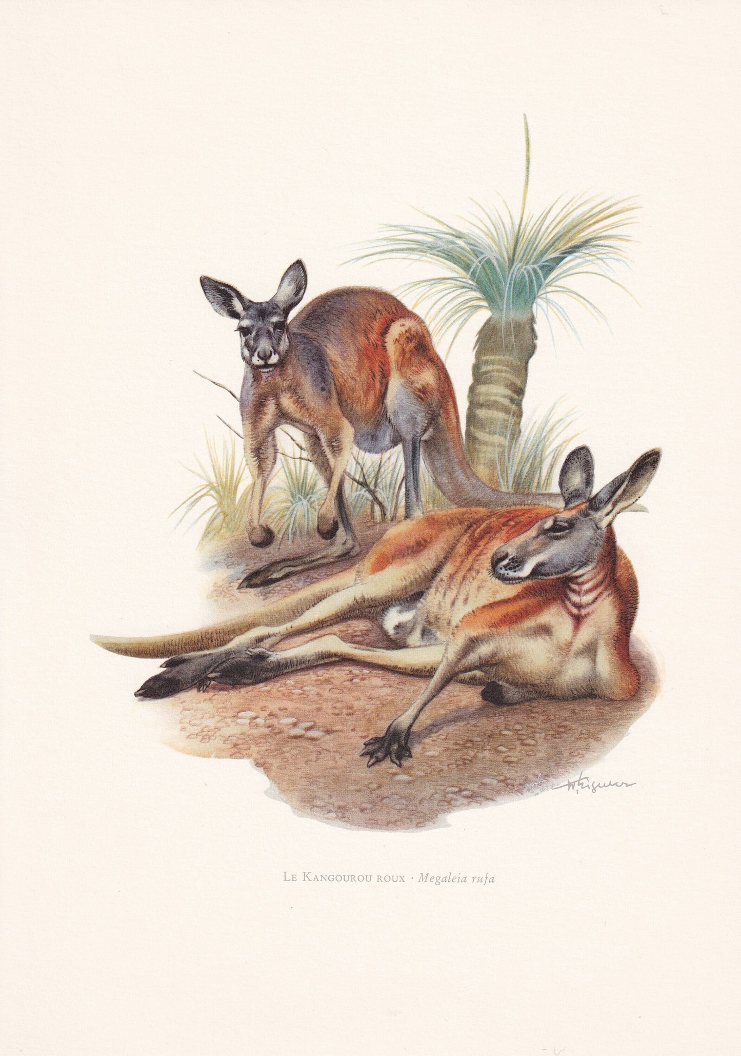 1960 RED KANGAROO Print - Vintage Animal Print - Animal Illustration - Animal Wall Art - Vintage Marsupial Print - 7.5 x 10.6
