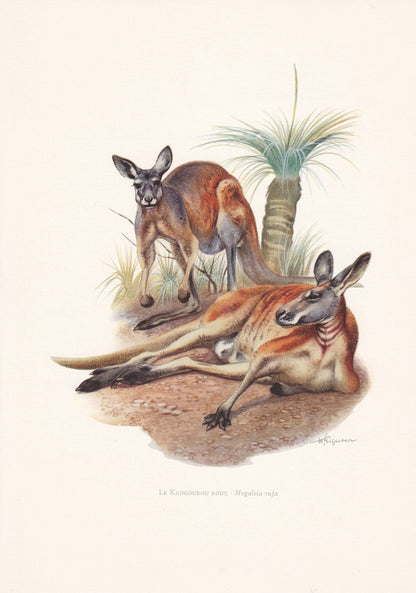 1960 RED KANGAROO Print - Vintage Animal Print - Animal Illustration - Animal Wall Art - Vintage Marsupial Print - 7.5 x 10.6