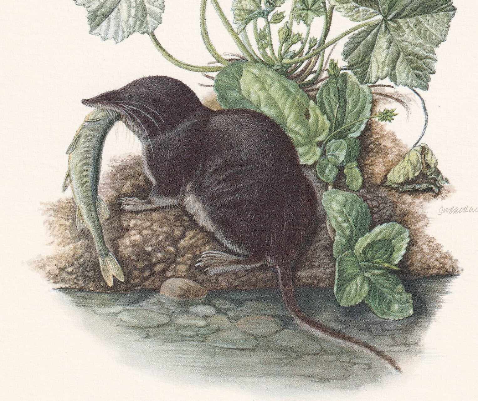 1960 EURASIAN WATER SHREW Print - Vintage Animal Print - Animal Illustration - Animal Wall Art - Vintage Mammal Print - 7.5 x