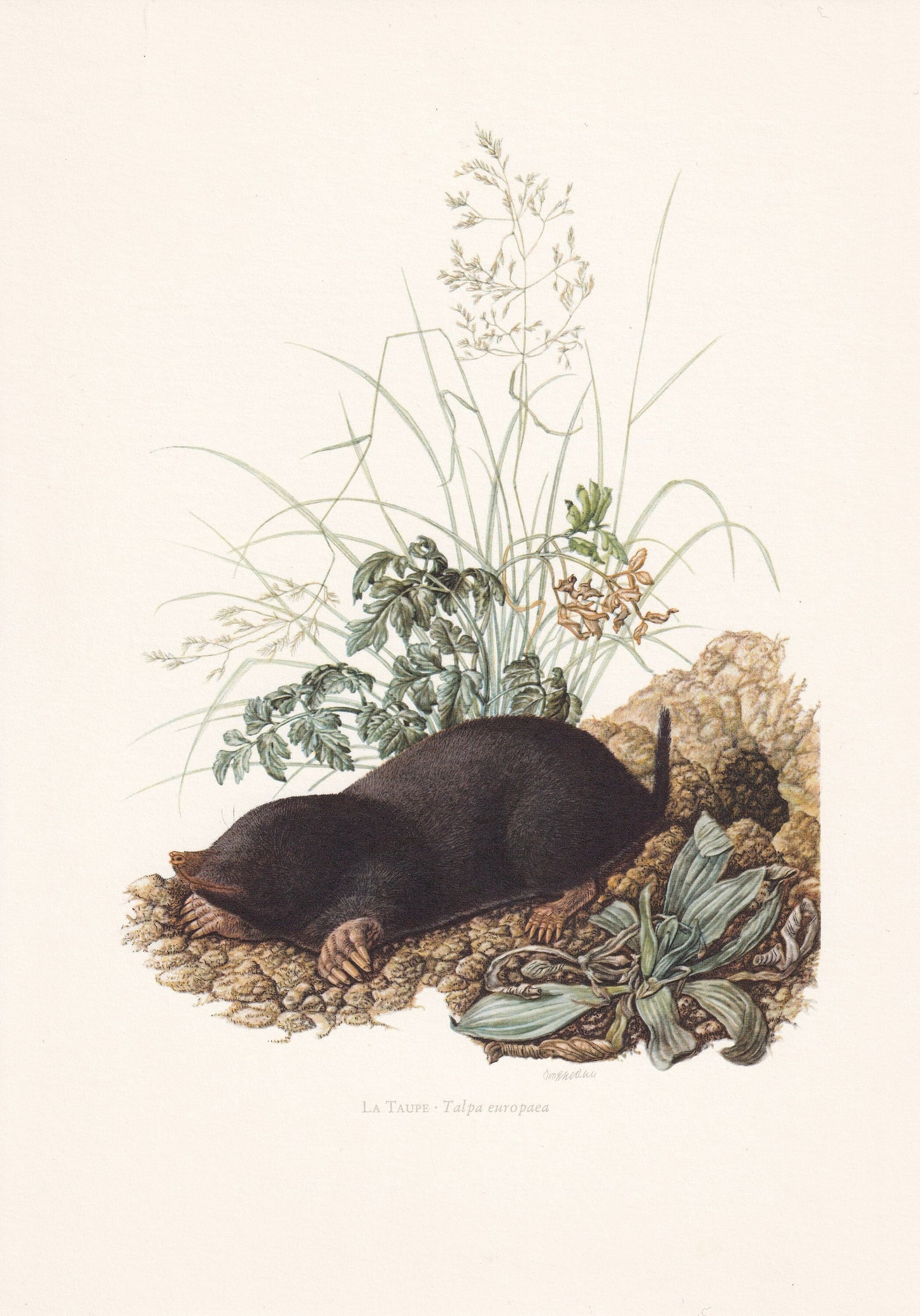 1960 EUROPEAN MOLE Print - Vintage Animal Print - Animal Illustration - Animal Wall Art - Vintage Mammal Print - Over 60 Year