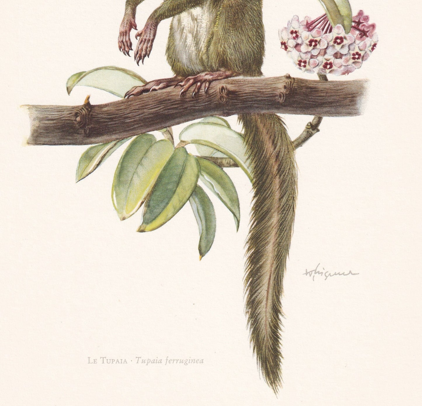 1960 TUPAIA TREE-SHREW Print - Vintage Animal Print - Animal Illustration - Animal Wall Art - Vintage Mammals Print - Over 60