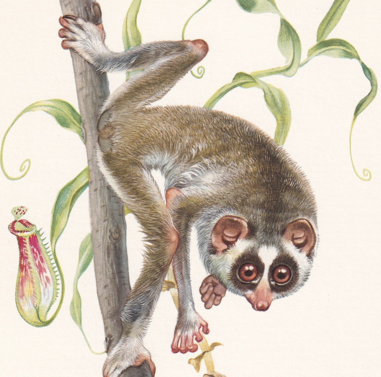 1960 RED SLENDER LORIS Print - Vintage Animal Print - Animal Illustration - Animal Wall Art - Apes & Monkeys Print - 7.5 x 10
