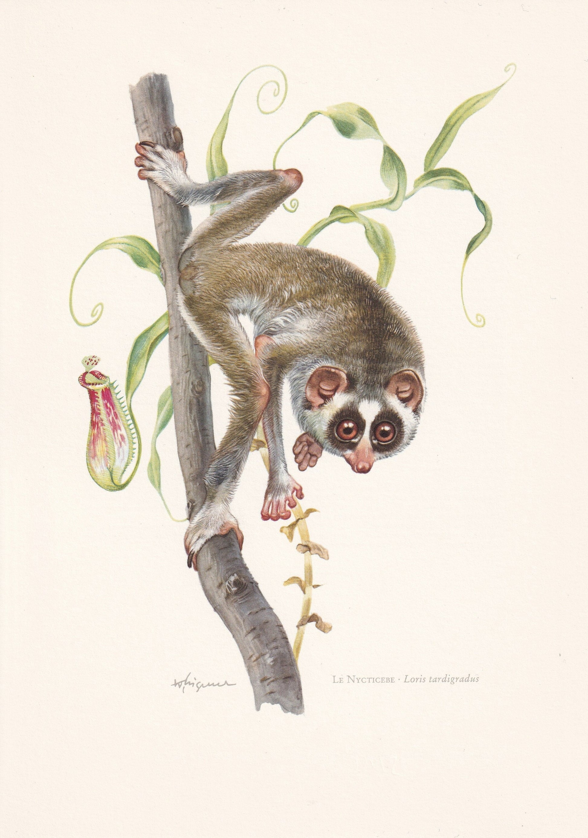 1960 RED SLENDER LORIS Print - Vintage Animal Print - Animal Illustration - Animal Wall Art - Apes & Monkeys Print - 7.5 x 10