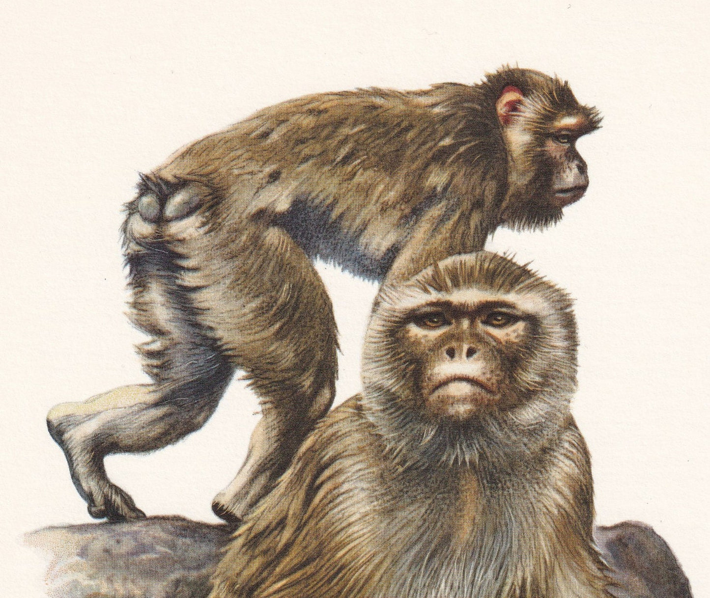 1960 BARBARY MACAQUE Print - Vintage Animal Print - Animal Illustration - Animal Wall Art - Apes & Monkeys Print - 7.5 x 10.6