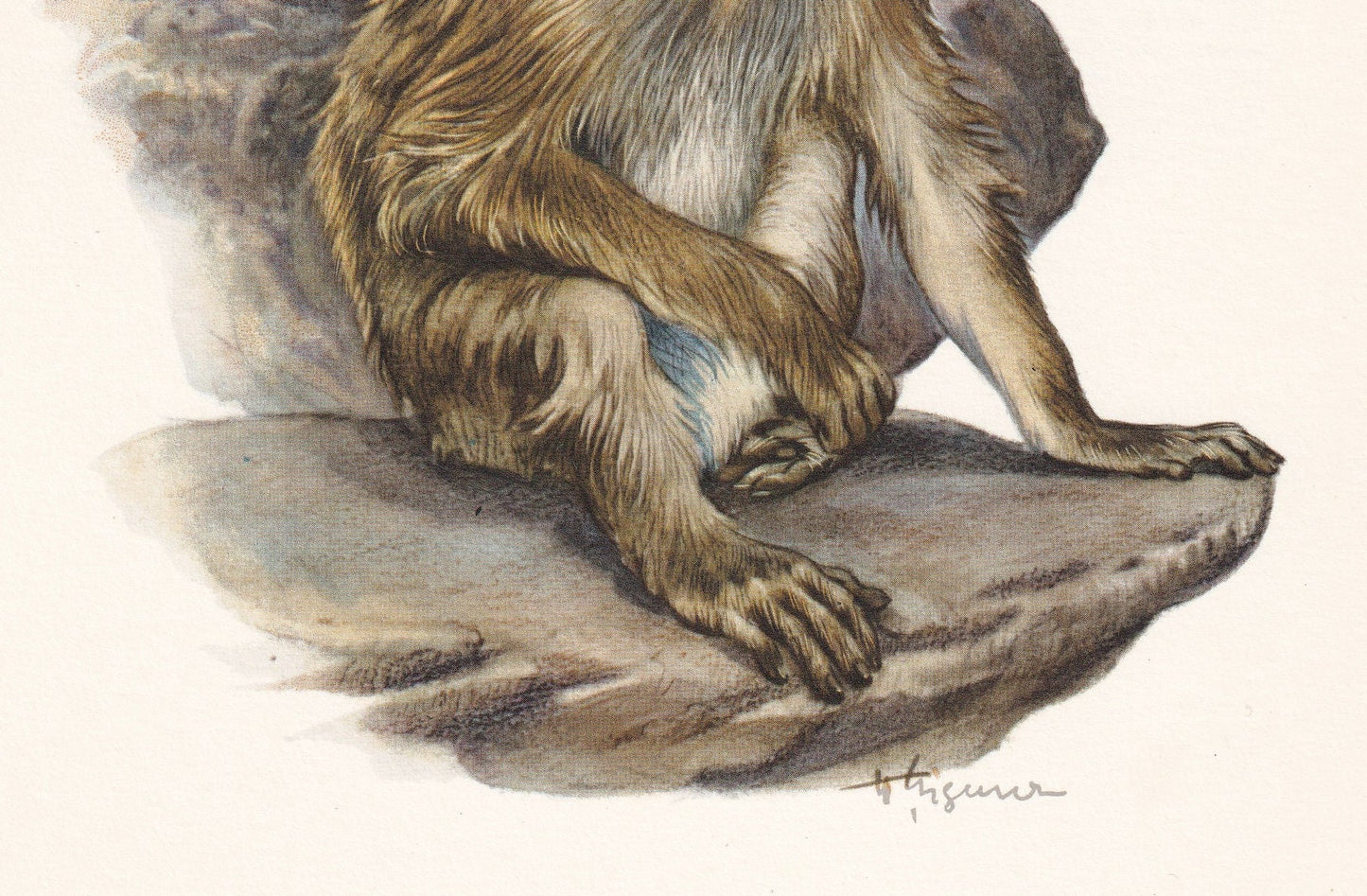 1960 BARBARY MACAQUE Print - Vintage Animal Print - Animal Illustration - Animal Wall Art - Apes & Monkeys Print - 7.5 x 10.6