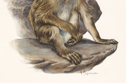 1960 BARBARY MACAQUE Print - Vintage Animal Print - Animal Illustration - Animal Wall Art - Apes & Monkeys Print - 7.5 x 10.6