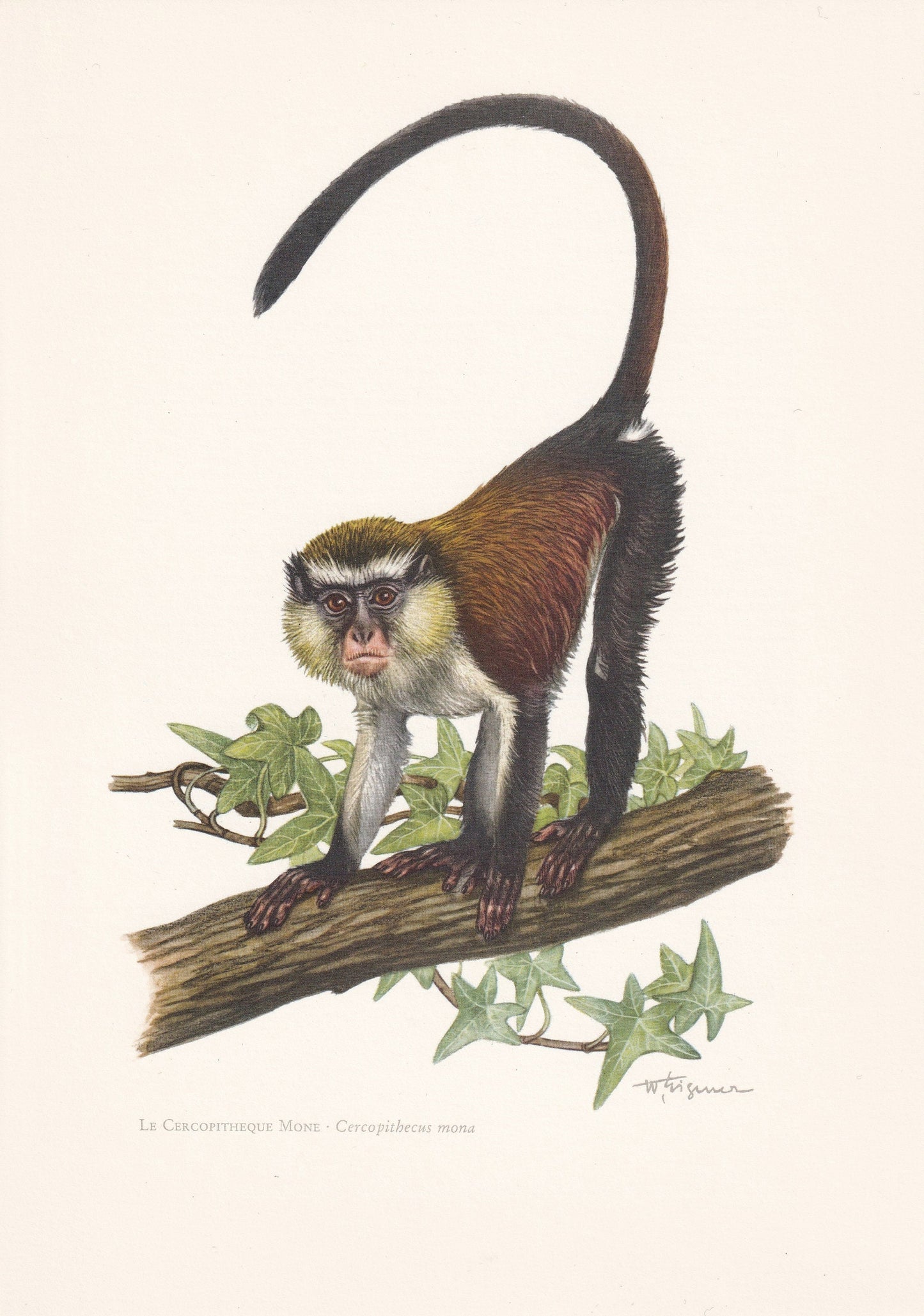 1960 MONA MONKEY Print - Vintage Animal Print - Animal Illustration - Animal Wall Art - Apes & Monkeys Print - 7.5 x 10.6 Inc
