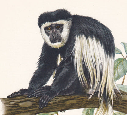 1960 MANTLED GUEREZA Print - Vintage Animal Print - Animal Illustration - Animal Wall Art - Apes & Monkeys Print - 7.5 x 10.6