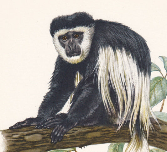 1960 MANTLED GUEREZA Print - Vintage Animal Print - Animal Illustration - Animal Wall Art - Apes & Monkeys Print - 7.5 x 10.6