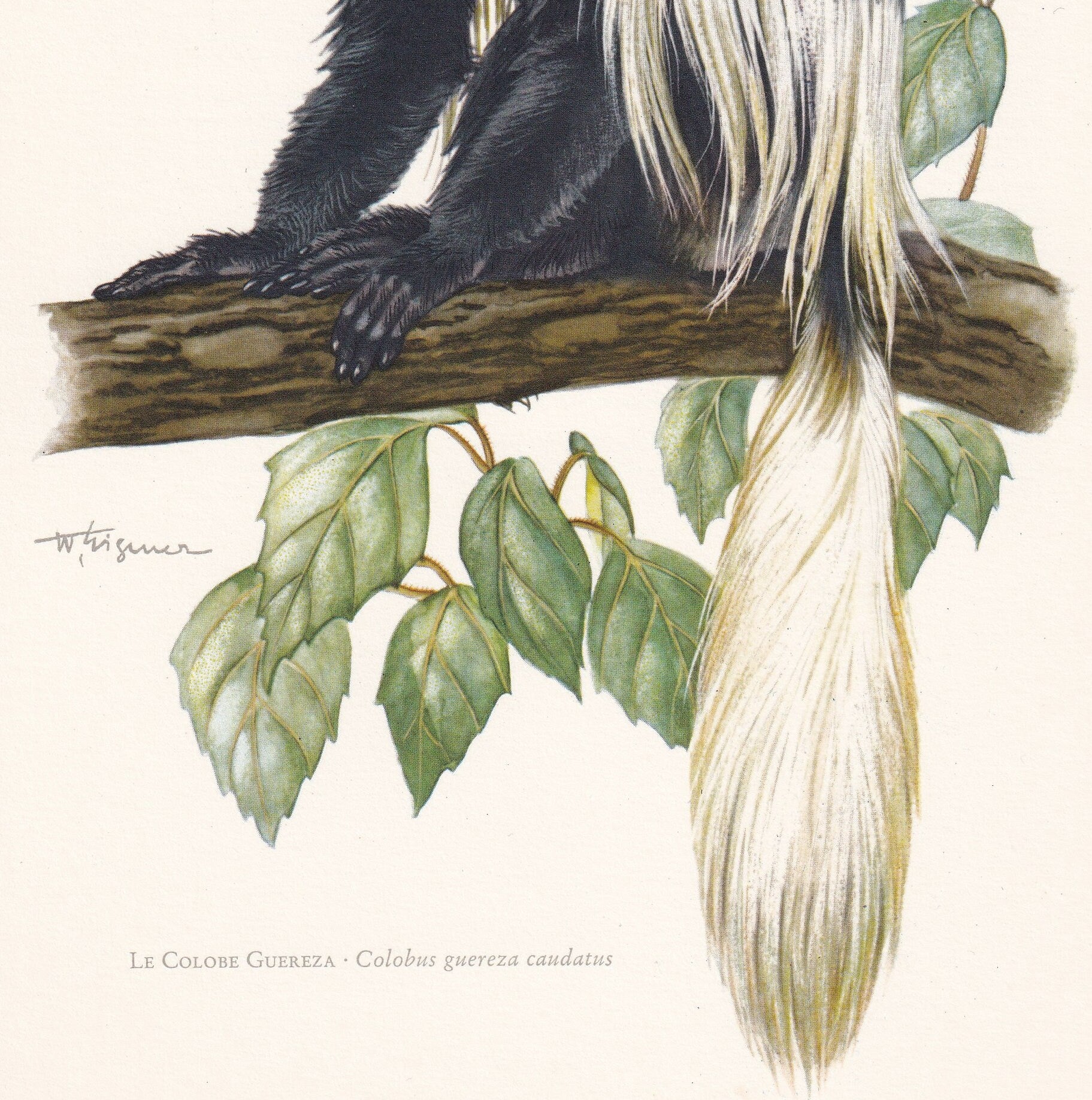 1960 MANTLED GUEREZA Print - Vintage Animal Print - Animal Illustration - Animal Wall Art - Apes & Monkeys Print - 7.5 x 10.6