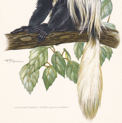 1960 MANTLED GUEREZA Print - Vintage Animal Print - Animal Illustration - Animal Wall Art - Apes & Monkeys Print - 7.5 x 10.6
