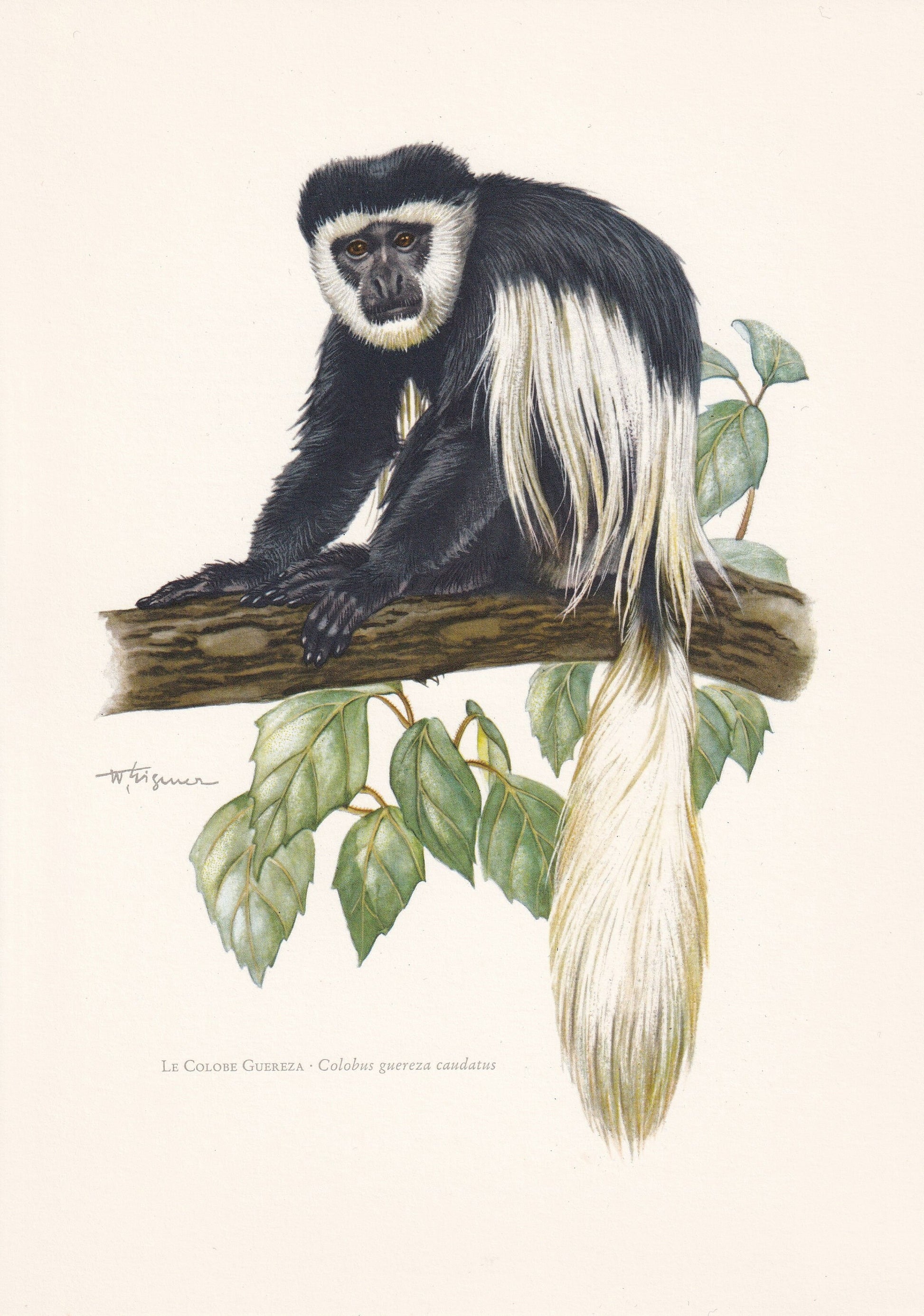 1960 MANTLED GUEREZA Print - Vintage Animal Print - Animal Illustration - Animal Wall Art - Apes & Monkeys Print - 7.5 x 10.6