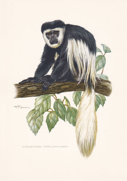 1960 MANTLED GUEREZA Print - Vintage Animal Print - Animal Illustration - Animal Wall Art - Apes & Monkeys Print - 7.5 x 10.6