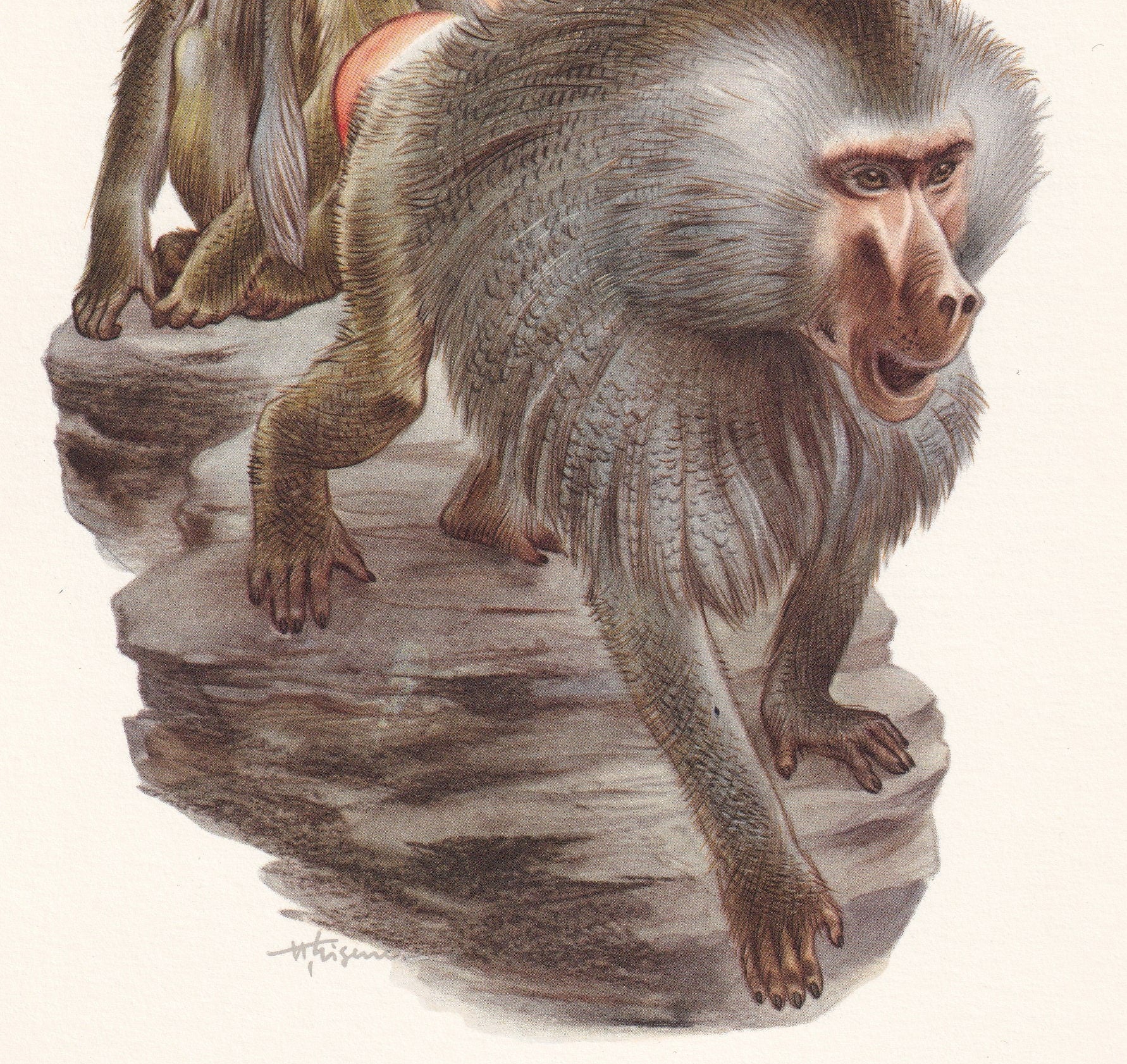 1960 HAMADRYAS BABOON Print - Vintage Animal Print - Animal Illustration - Animal Wall Art - Apes & Monkeys Print - 7.5 x 10.