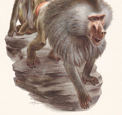 1960 HAMADRYAS BABOON Print - Vintage Animal Print - Animal Illustration - Animal Wall Art - Apes & Monkeys Print - 7.5 x 10.