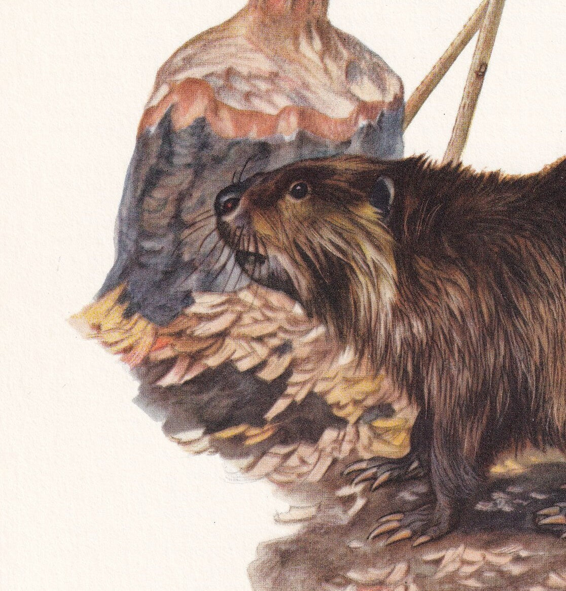 1960 EURASIAN BEAVER Print - Vintage Animal Print - Animal Illustration - Animal Wall Art - Vintage Mammal Print - 7.5 x 10.6 Inches