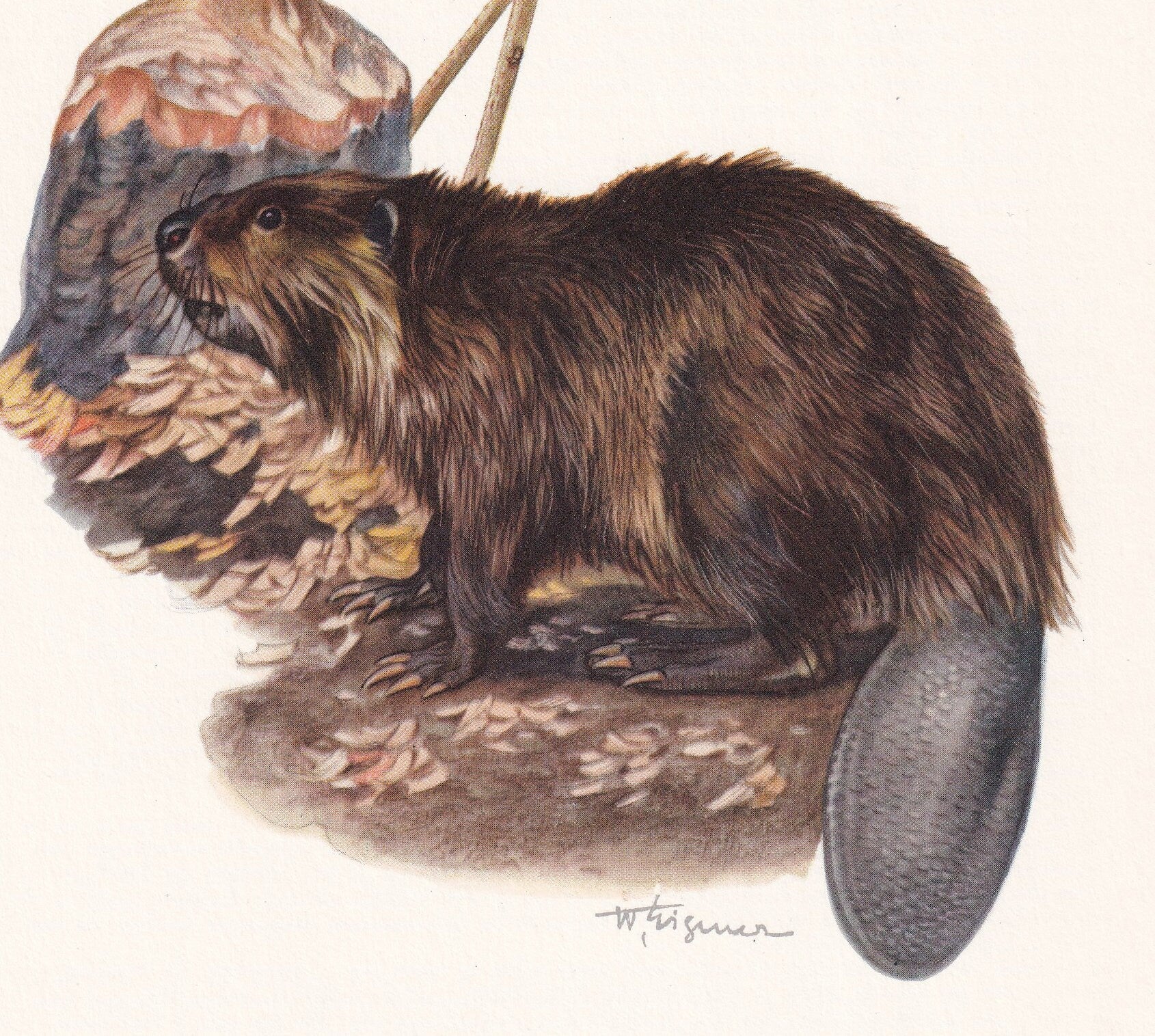 1960 EURASIAN BEAVER Print - Vintage Animal Print - Animal Illustration - Animal Wall Art - Vintage Mammal Print - 7.5 x 10.6