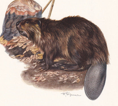 1960 EURASIAN BEAVER Print - Vintage Animal Print - Animal Illustration - Animal Wall Art - Vintage Mammal Print - 7.5 x 10.6