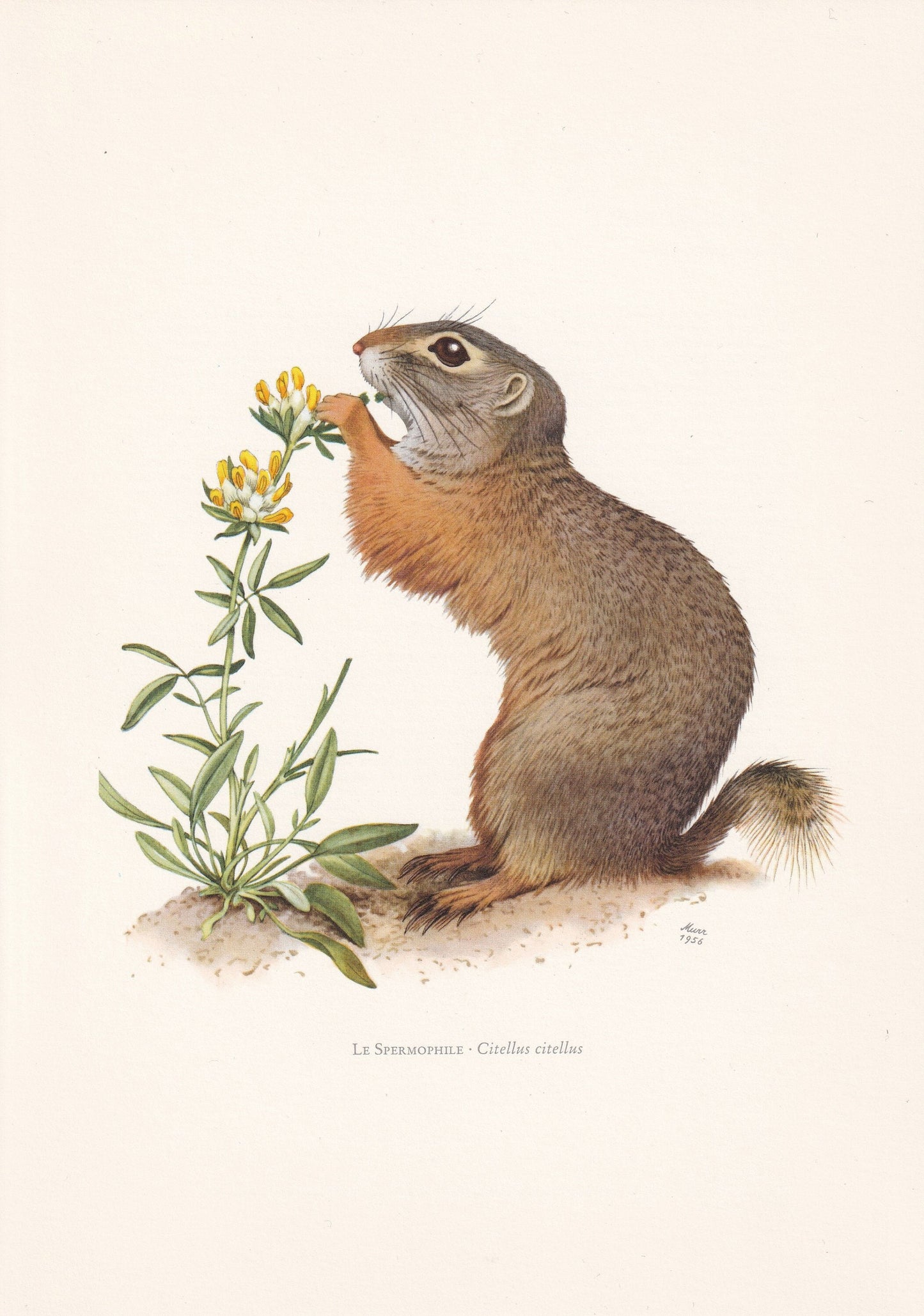 1960 EUROPEAN GROUND SQUIRREL Print - Vintage Animal Print - Animal Illustration - Animal Wall Art - Vintage Mammal Print - 6