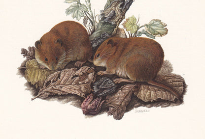 1960 BANK VOLE Print - Vintage Animal Print - Animal Illustration - Animal Wall Art - Vintage Mammal Print - 7.5 x 10.6 Inche