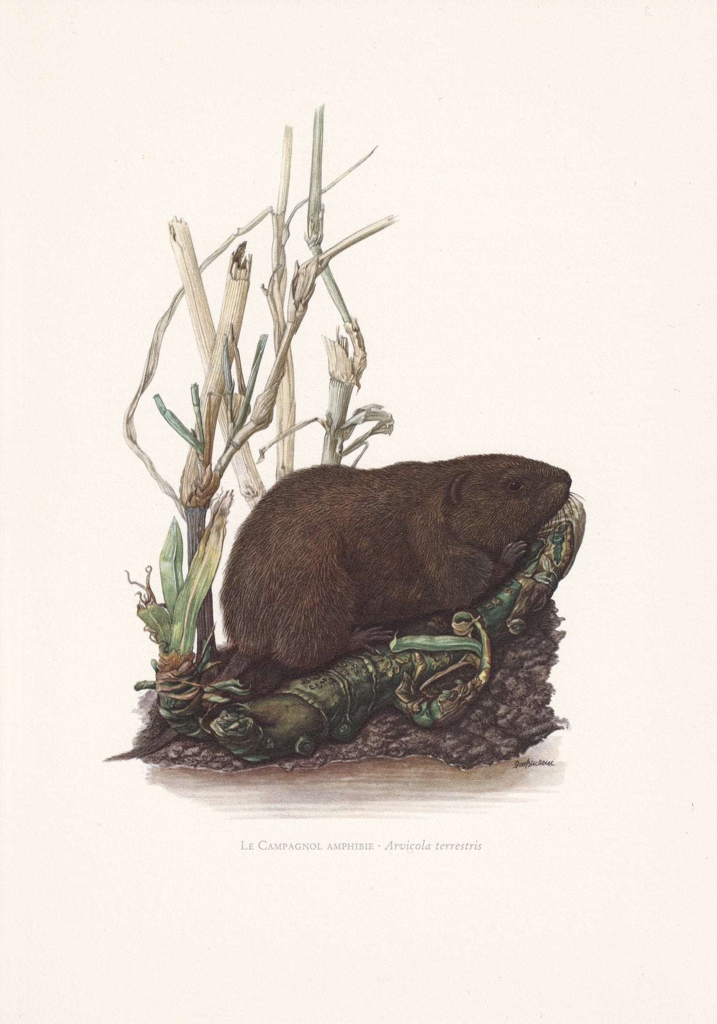 1960 EUROPEAN WATER VOLE Print - Vintage Animal Print - Animal Illustration - Animal Wall Art - Vintage Mammal Print - 7.5 x 