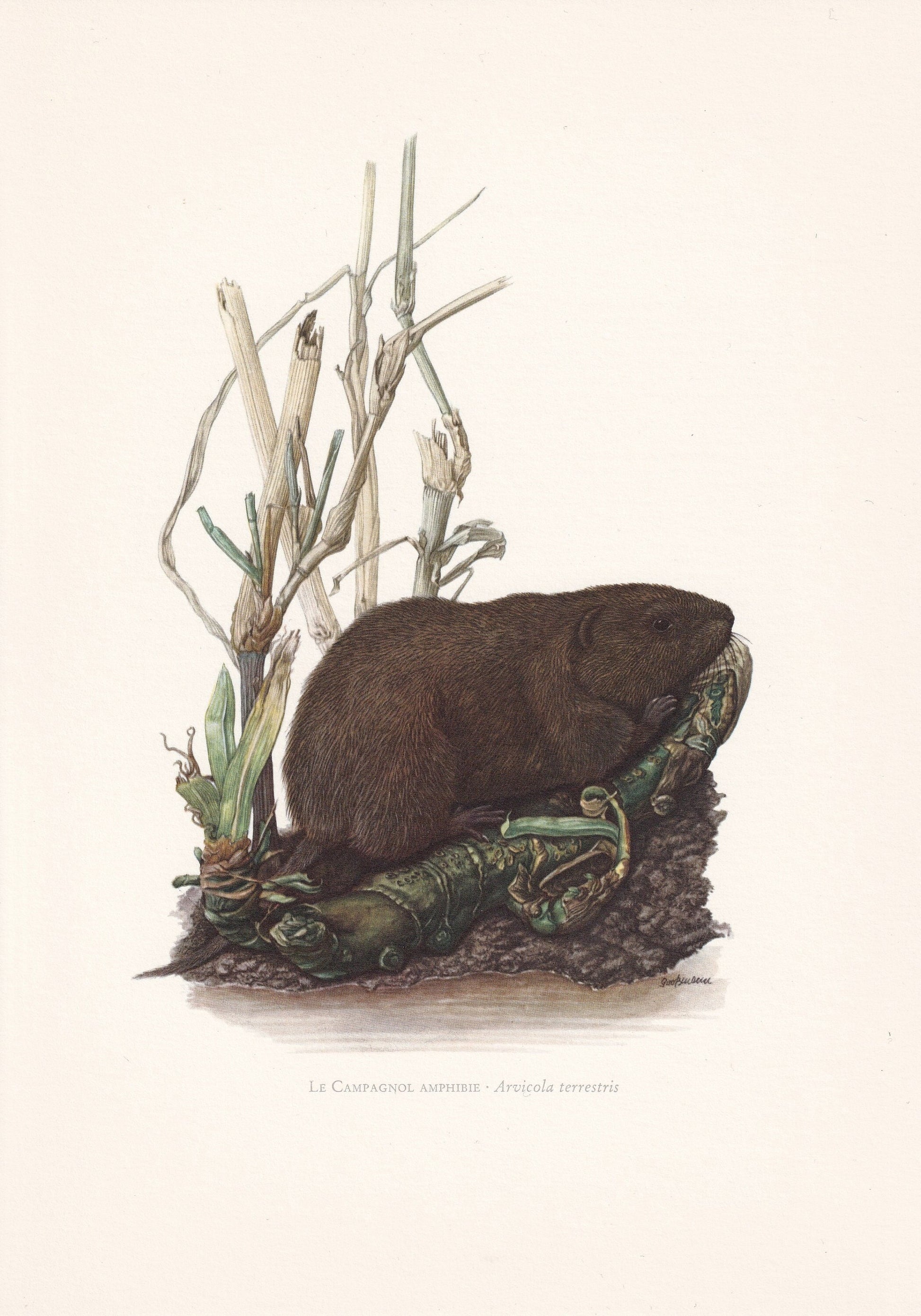 1960 EUROPEAN WATER VOLE Print - Vintage Animal Print - Animal Illustration - Animal Wall Art - Vintage Mammal Print - 7.5 x 