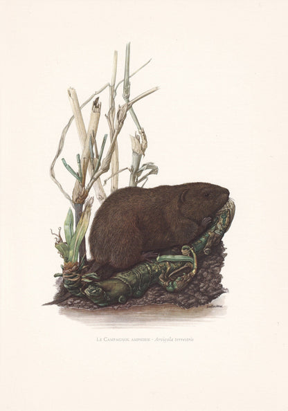 1960 EUROPEAN WATER VOLE Print - Vintage Animal Print - Animal Illustration - Animal Wall Art - Vintage Mammal Print - 7.5 x 