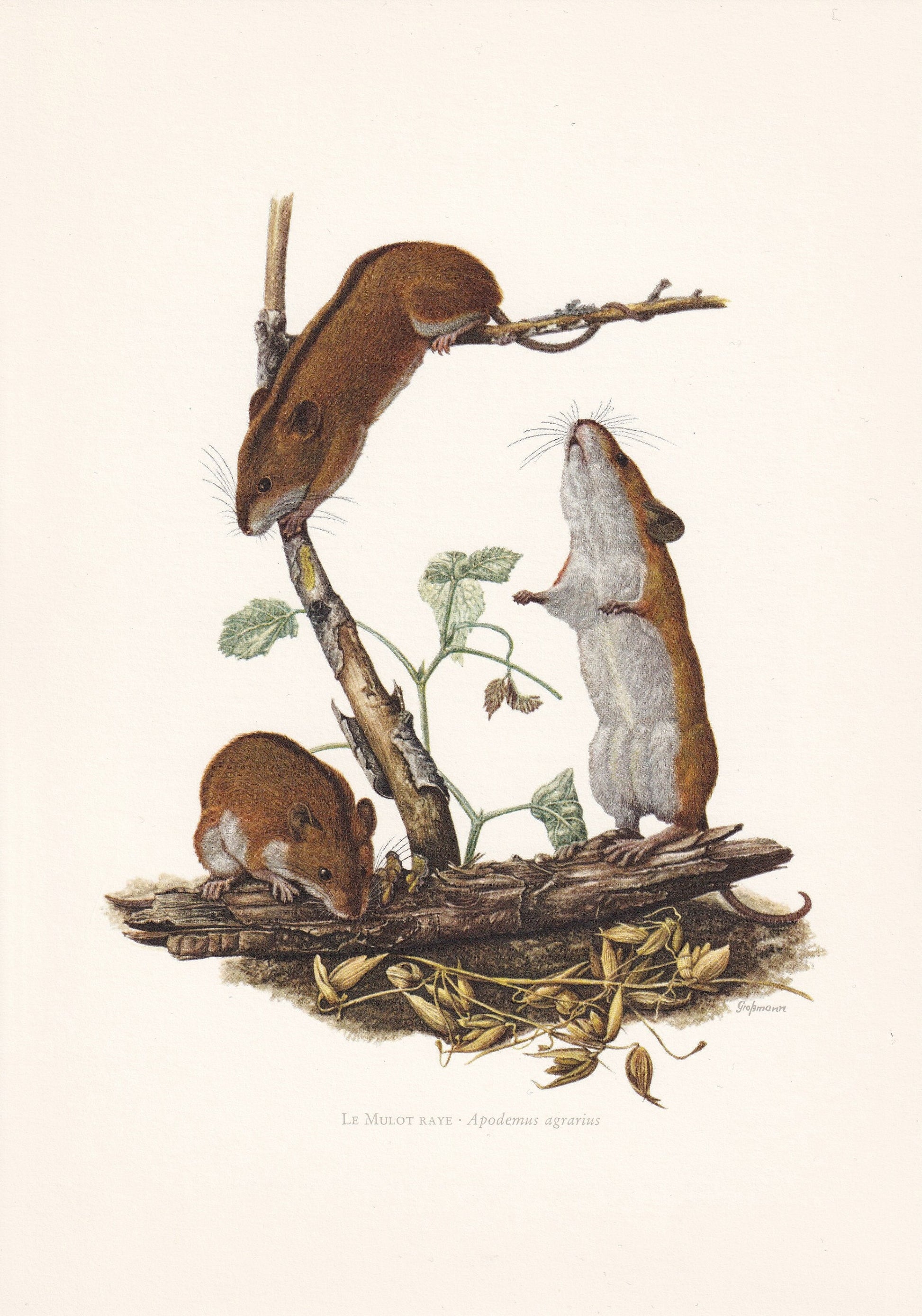 1960 STRIPED FIELD MOUSE Print - Vintage Animal Print - Animal Illustration - Animal Wall Art - Vintage Mammal Print - 7.5 x 