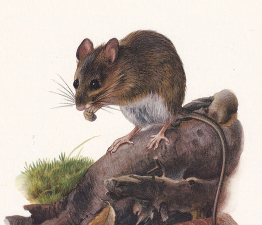 1960 WOOD MOUSE Print - Vintage Animal Print - Animal Illustration - Animal Wall Art - Vintage Mammal Print - 7.5 x 10.6 Inch