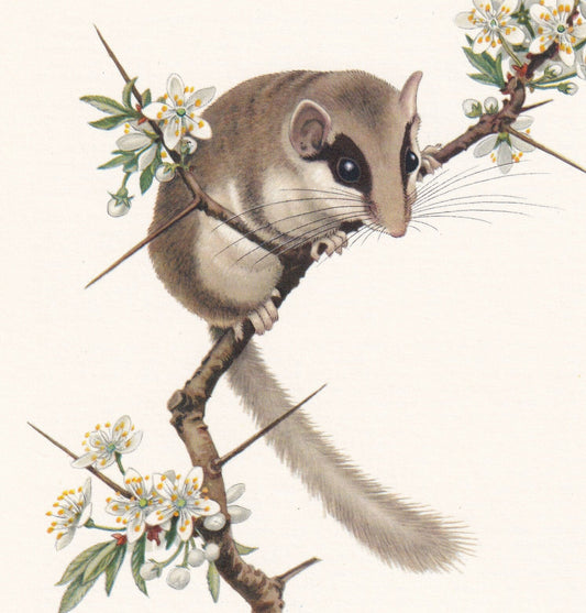 1960 FOREST DORMOUSE Print - Vintage Animal Print - Animal Illustration - Animal Wall Art - Vintage Mammal Print - 7.5 x 10.6