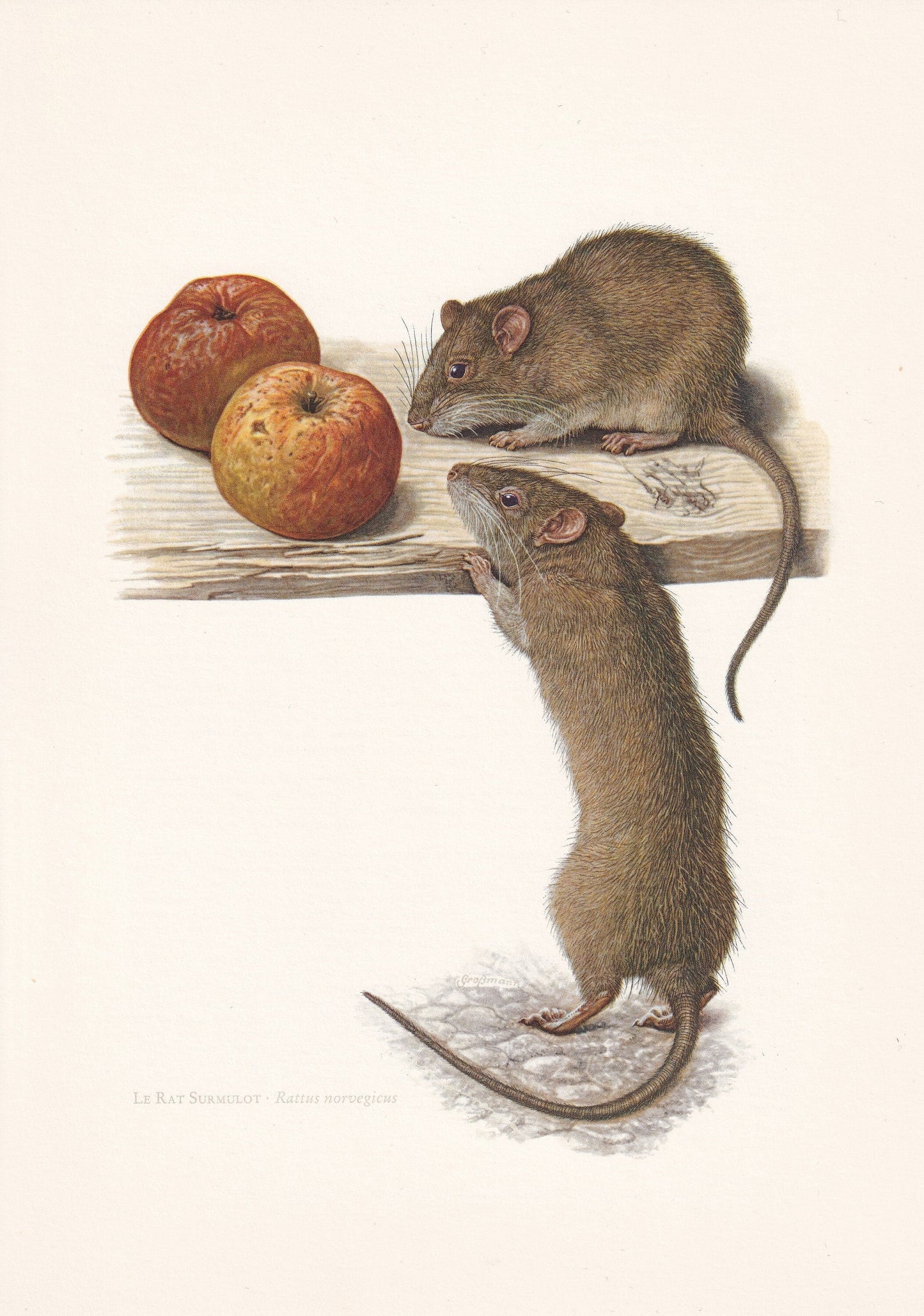 1960 BROWN RAT Print - Vintage Animal Print - Animal Illustration - Animal Wall Art - Vintage Mammal Print - 7.5 x 10.6 Inche