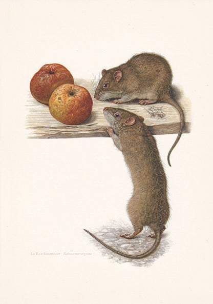 1960 BROWN RAT Print - Vintage Animal Print - Animal Illustration - Animal Wall Art - Vintage Mammal Print - 7.5 x 10.6 Inche