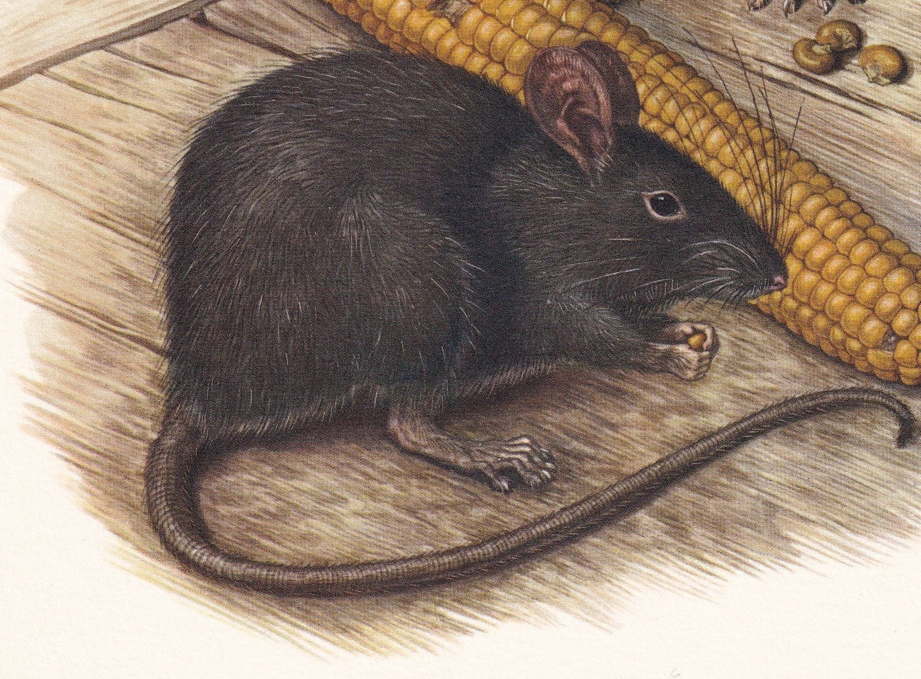 1960 BLACK RAT Print - Vintage Animal Print - Animal Illustration - Animal Wall Art - Vintage Mammal Print - 7.5 x 10.6 Inche