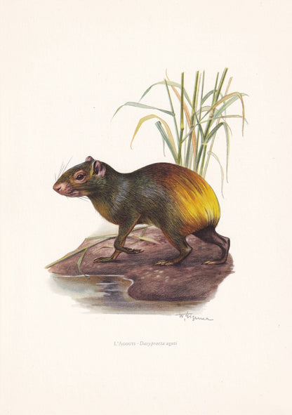 1960 AGOUTI Print - Vintage Animal Print - Animal Illustration - Animal Wall Art - Vintage Mammal Print - 7.5 x 10.6 Inches