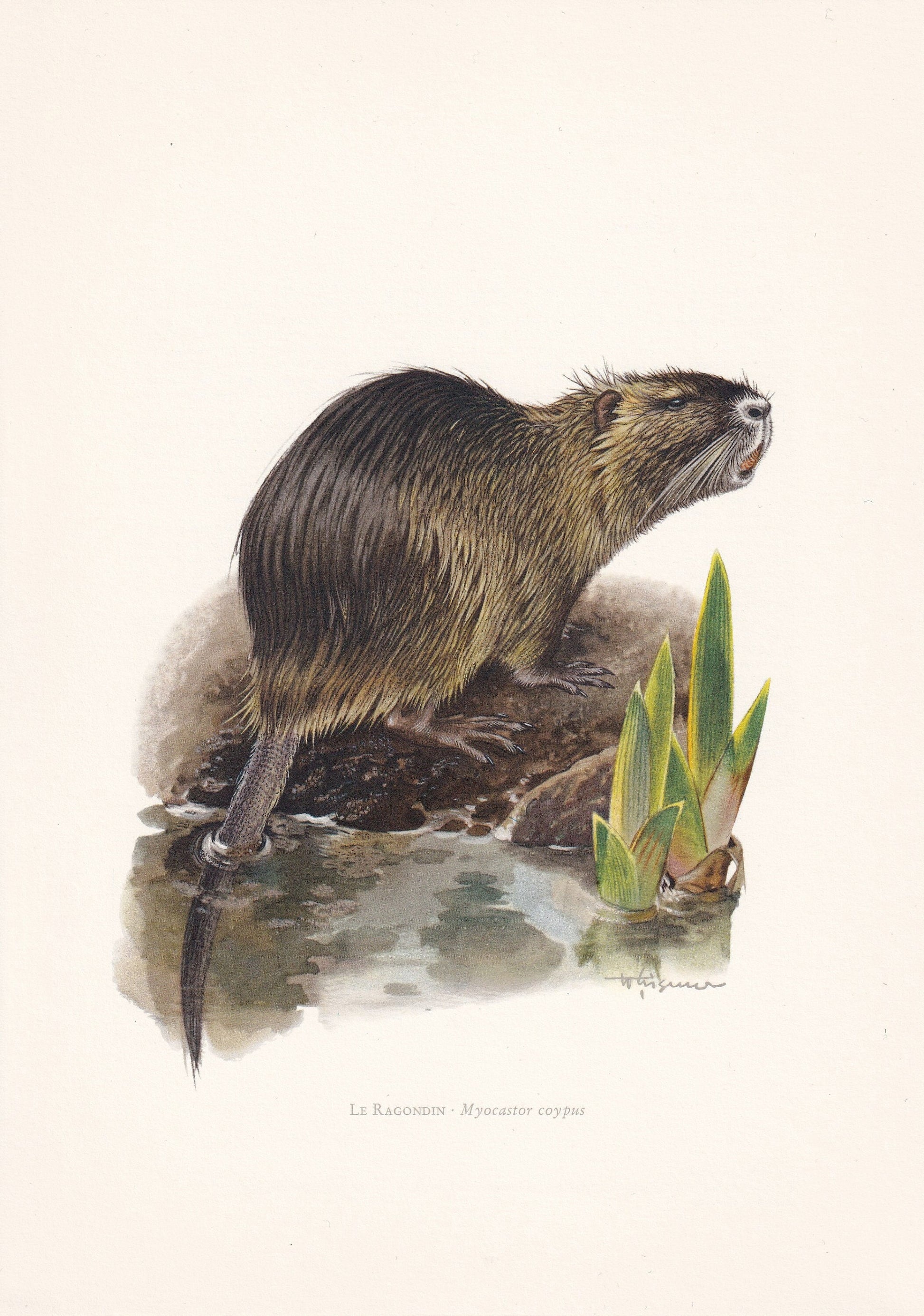 1960 NUTRIA aka COYPU Print - Vintage Animal Print - Animal Illustration - Animal Wall Art - Vintage Mammal Print - 7.5 x 10.6 Inches