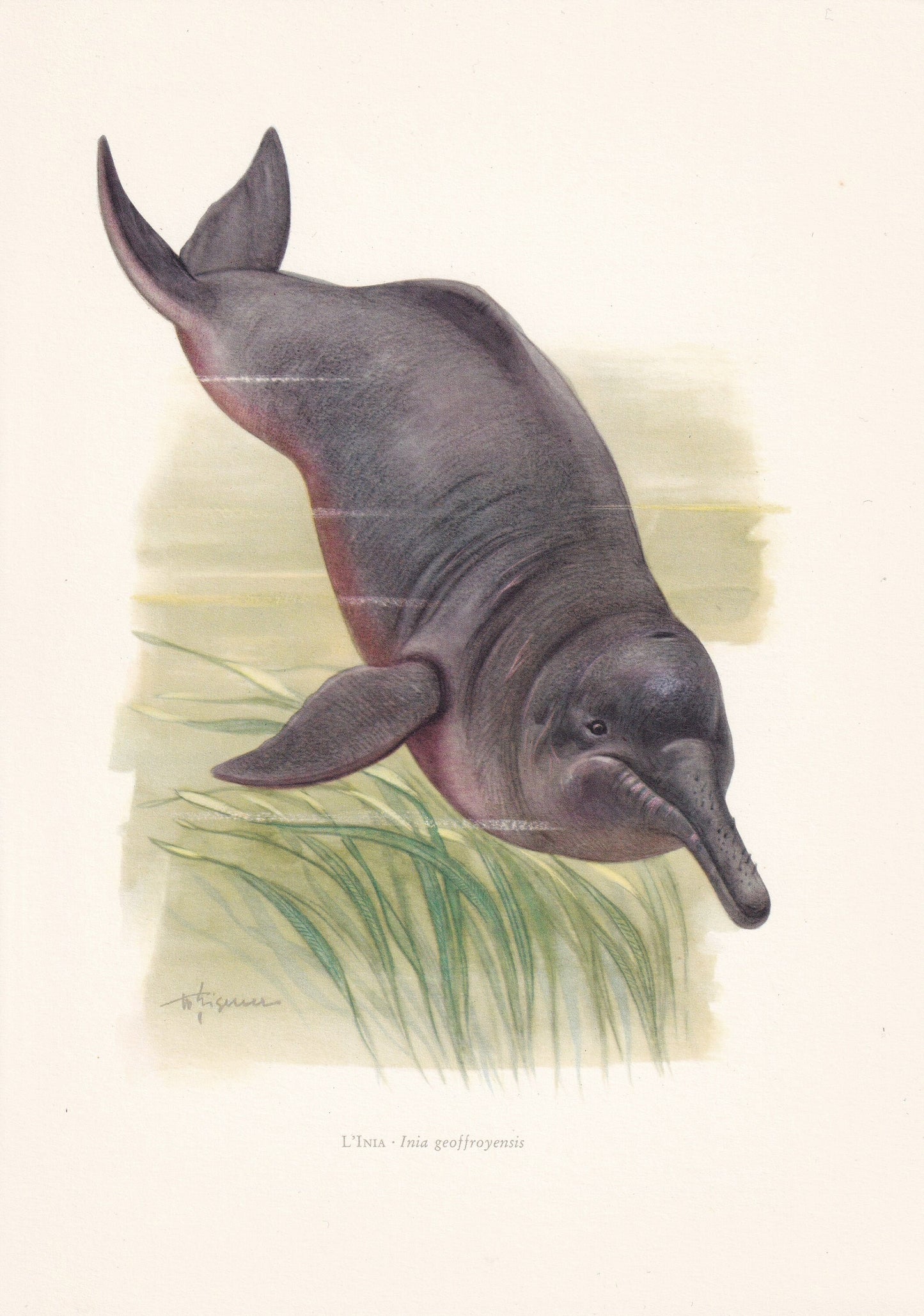 1960 AMAZON RIVER DOLPHIN Print - Vintage Animal Print - Animal Illustration - Animal Wall Art - Vintage Mammal Print - 7.5 x