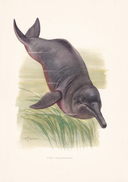 1960 AMAZON RIVER DOLPHIN Print - Vintage Animal Print - Animal Illustration - Animal Wall Art - Vintage Mammal Print - 7.5 x