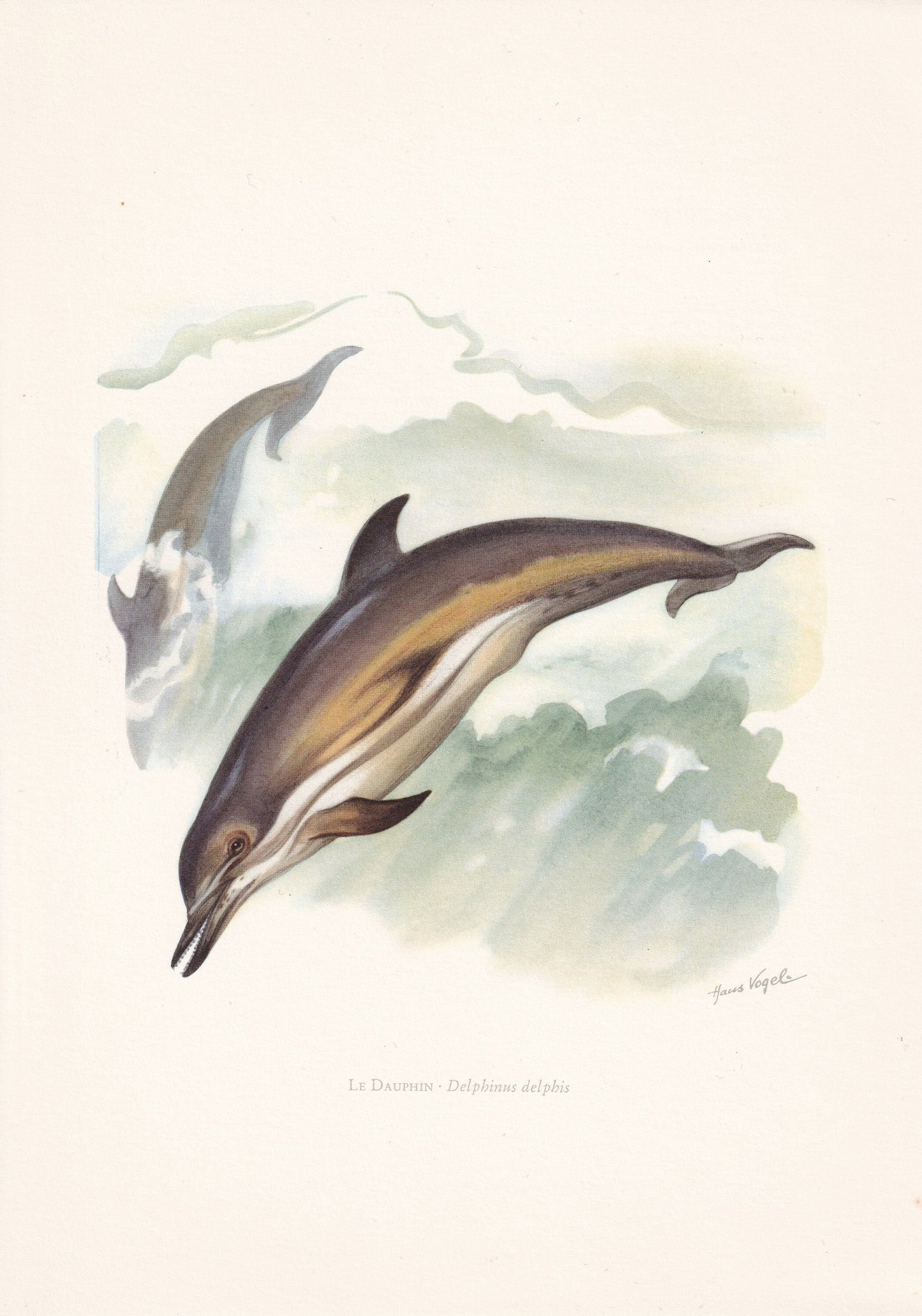 2 x 1960 DOLPHIN & BOTTLENOSE DOLPHIN Prints - Vintage Animal Print - Ocean Decor - Sea Life Wall Art - Vintage - 7.5 x 10.6 Inches