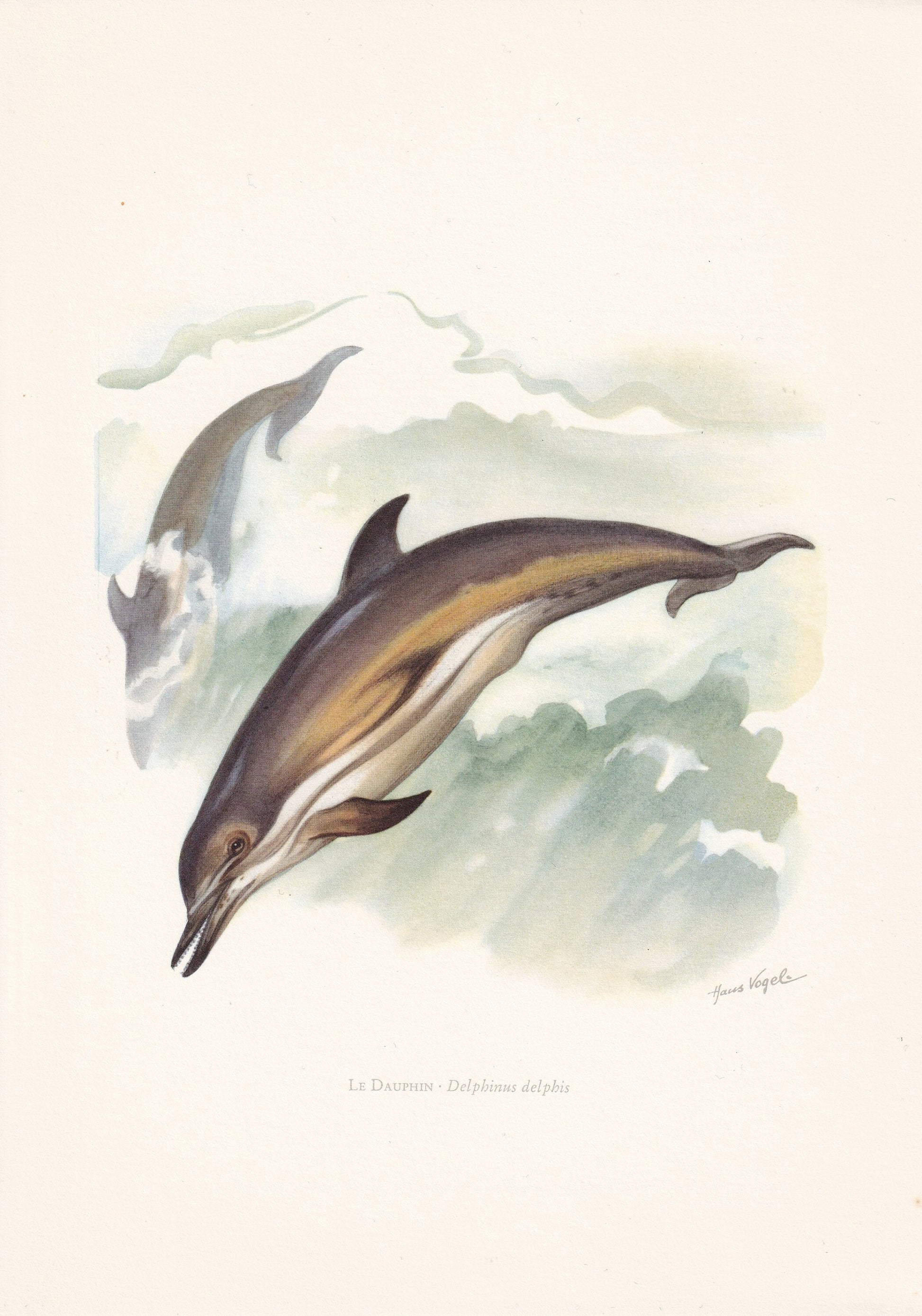 2 x 1960 DOLPHIN & BOTTLENOSE DOLPHIN Prints - Vintage Animal Print - Ocean Decor - Sea Life Wall Art - Vintage - 7.5 x 10.6 Inches
