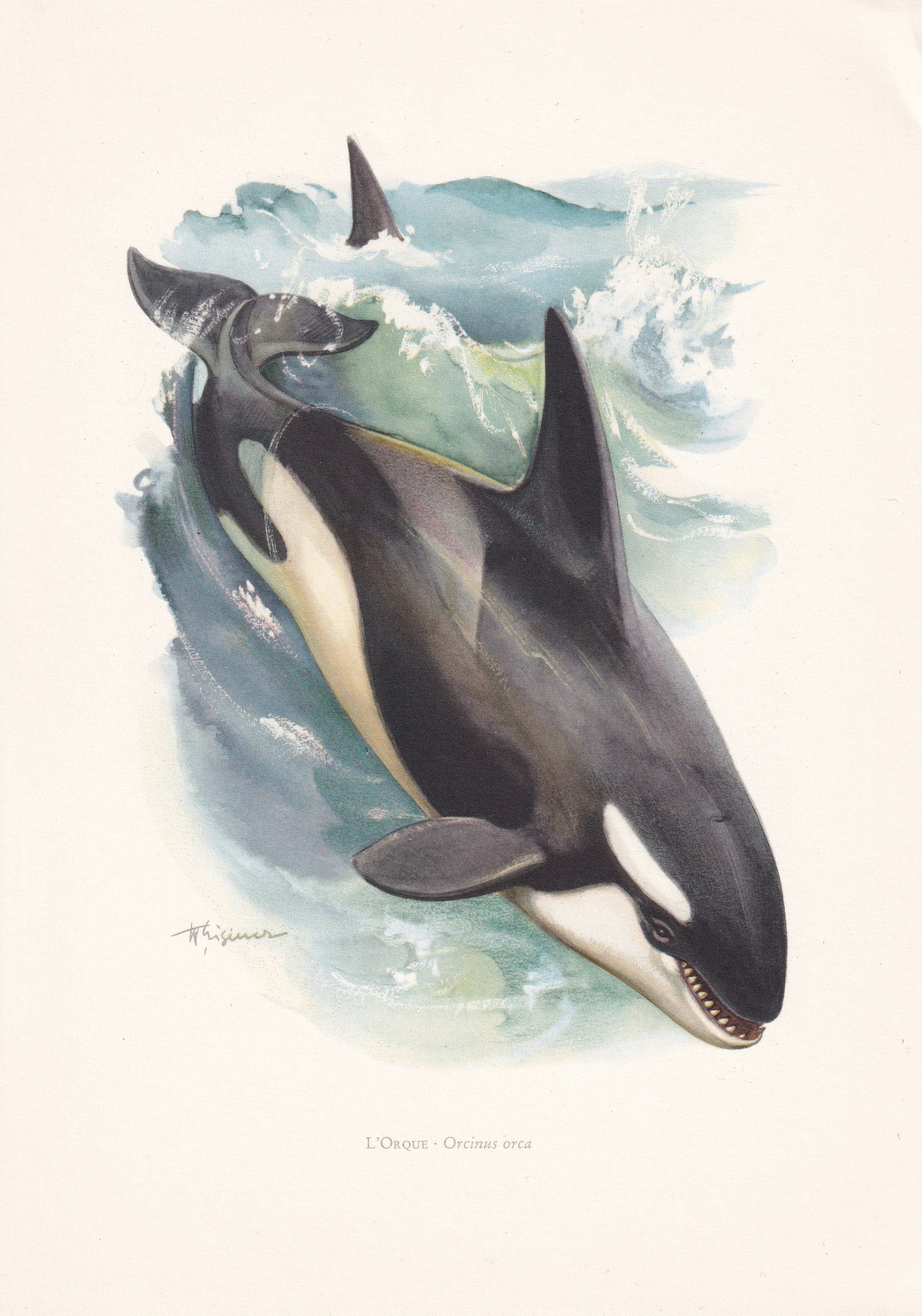 1960 ORCA KILLER WHALE Print - Vintage Animal Print - Animal Illustration - Animal Wall Art - Vintage Mammal Print - 7.5 x 10.6 Inches