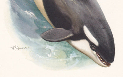 1960 ORCA KILLER WHALE Print - Vintage Animal Print - Animal Illustration - Animal Wall Art - Vintage Mammal Print - 7.5 x 10.6 Inches