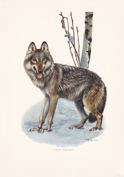 1960 GREY WOLF Print - Vintage Animal Print - Animal Illustration - Animal Wall Art - Vintage Mammal Print - 7.5 x 10.6 Inche