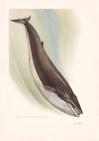 1960 FIN WHALE Print - Vintage Animal Print - Animal Illustration - Animal Wall Art - Vintage Mammal Print - 7.5 x 10.6 Inches