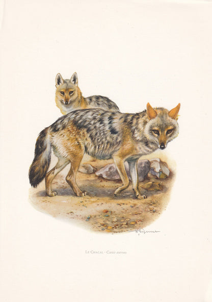 1960 GOLDEN JACKAL Print - Vintage Animal Print - Animal Illustration - Animal Wall Art - Vintage Mammal Print - 7.5 x 10.6 I