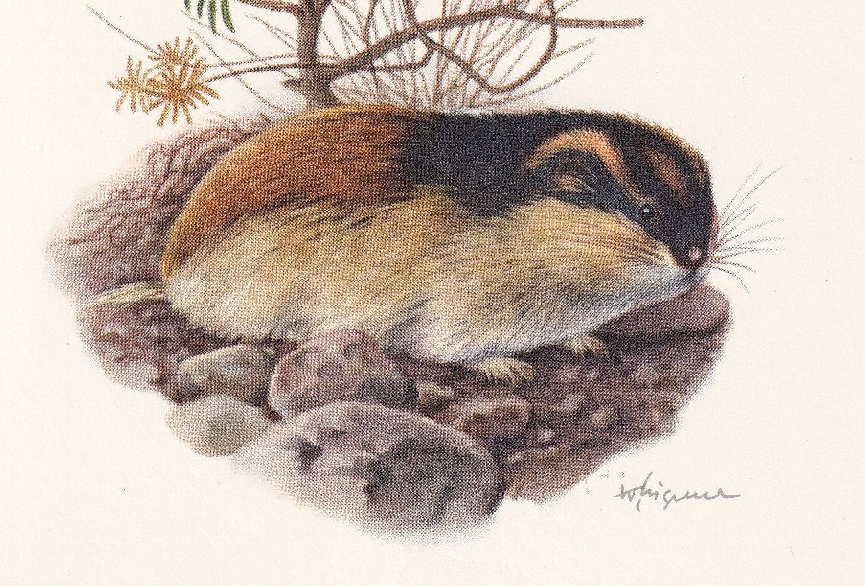 1960 NORWAY LEMMING Print - Vintage Animal Print - Animal Illustration - Animal Wall Art - Vintage Mammal Print - 7.5 x 10.6 