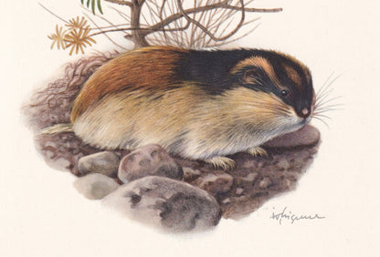 1960 NORWAY LEMMING Print - Vintage Animal Print - Animal Illustration - Animal Wall Art - Vintage Mammal Print - 7.5 x 10.6 