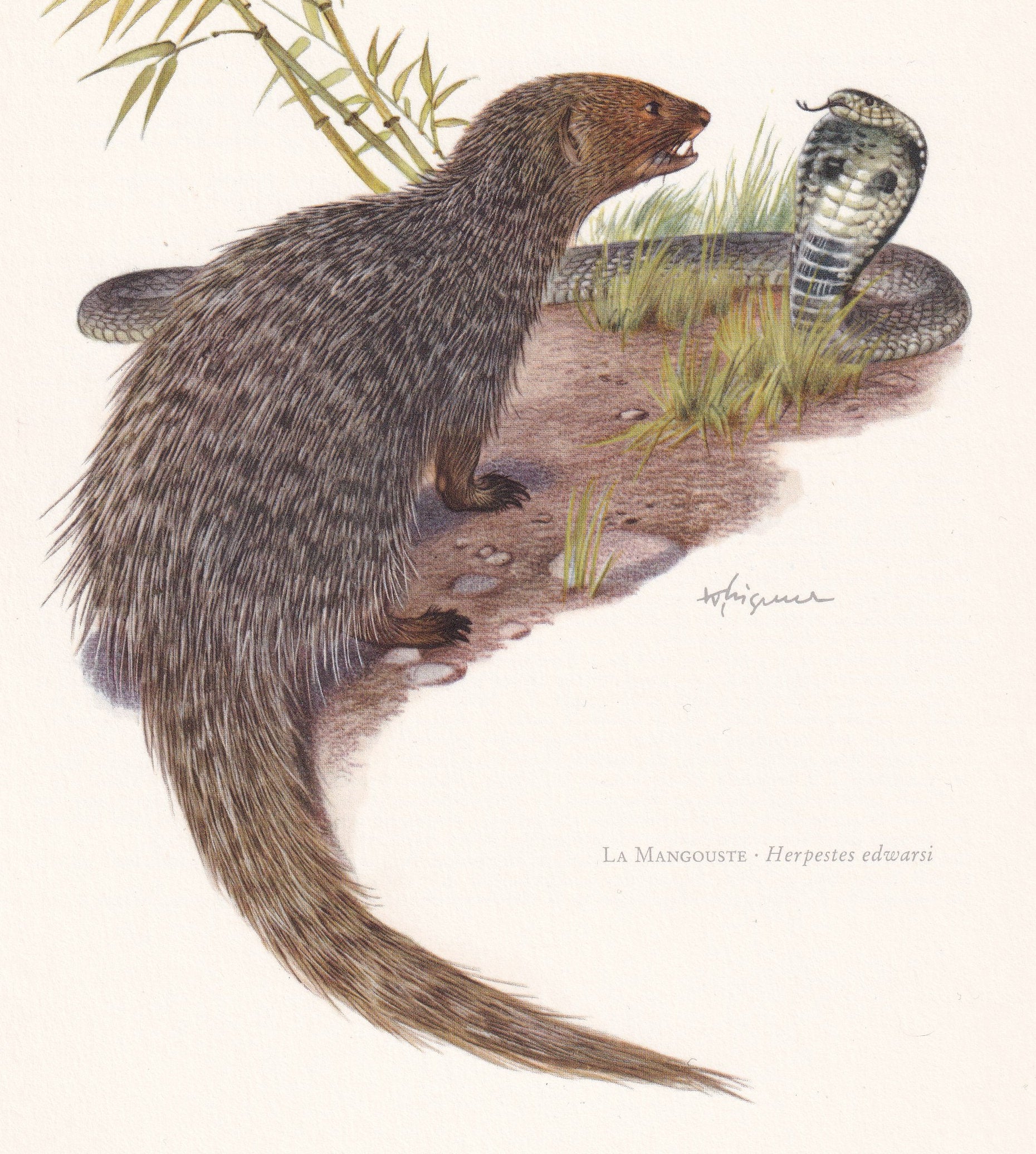 1960 INDIAN GREY MONGOOSE Print - Vintage Animal Print - Animal Illustration - Animal Wall Art - Vintage Mammal Print - 7.5 x