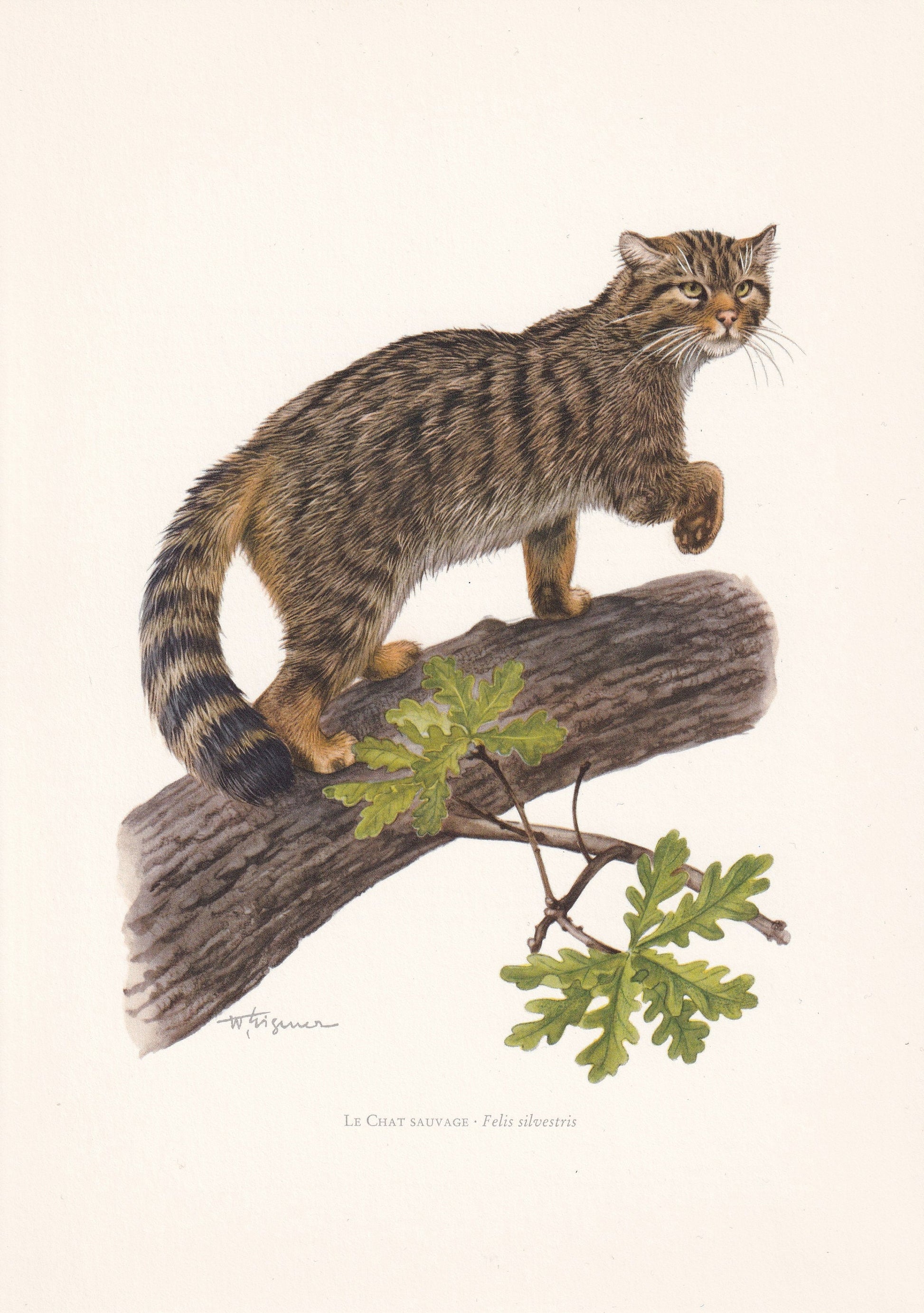 1960 WILDCAT Print - Vintage Animal Print - Animal Illustration - Animal Wall Art - Vintage Big Cat Print - 7.5 x 10.6 Inches