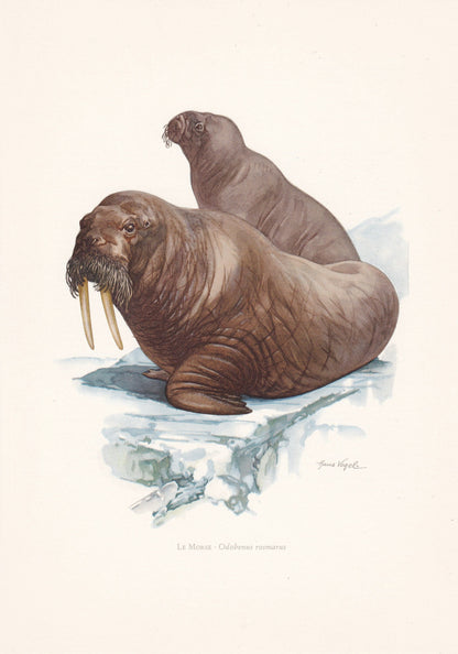 1960 WALRUS Print - Vintage Animal Print - Animal Illustration - Animal Wall Art - Vintage Mammal Print - 7.5 x 10.6 Inches